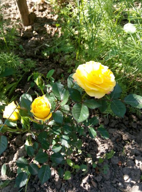  - Diverse flori 2017