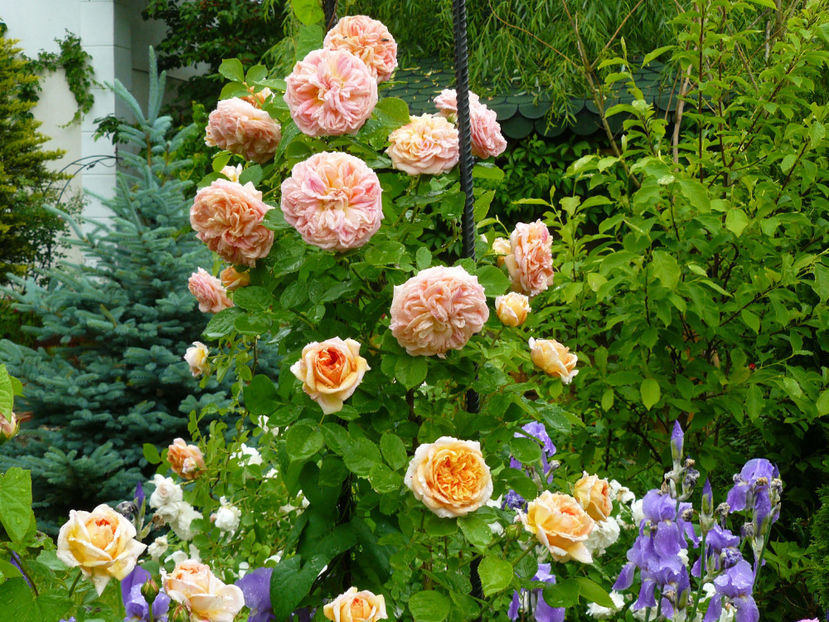 Alchemist - 2017 Trandafiri Gradina Rozelor