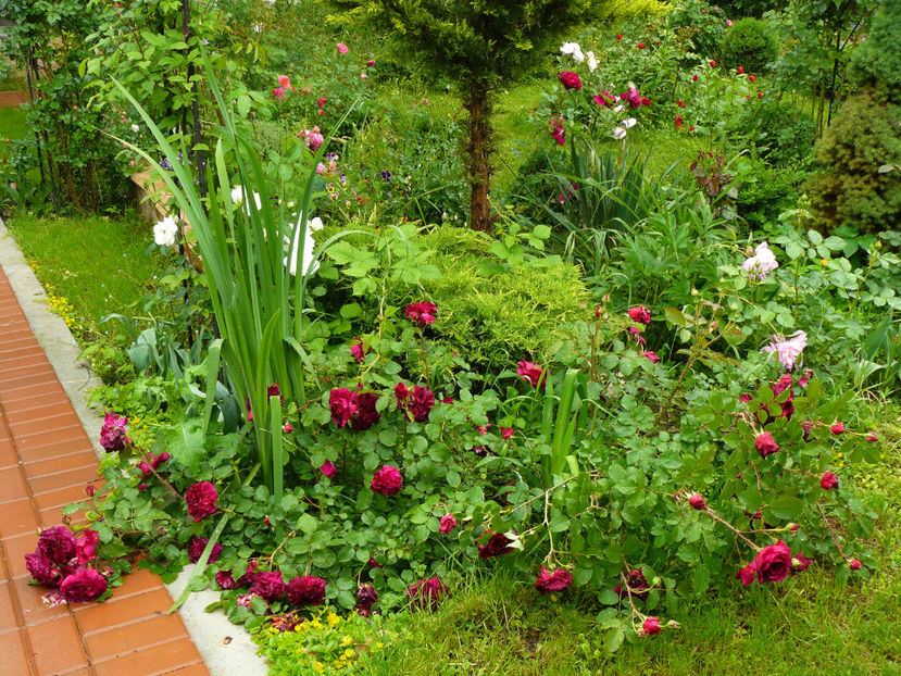 Munstead Wood - 2017 Trandafiri Gradina Rozelor