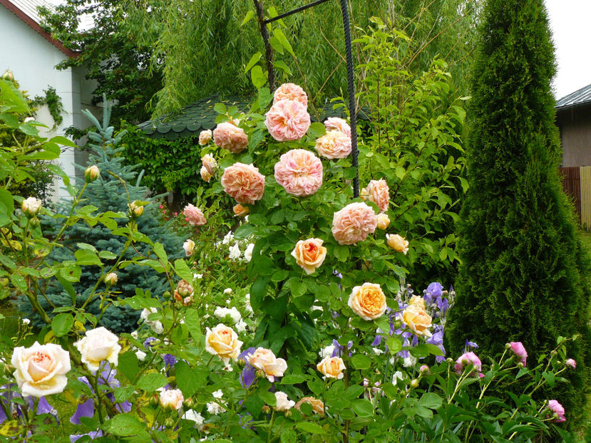 Alchemist - 2017 Trandafiri Gradina Rozelor