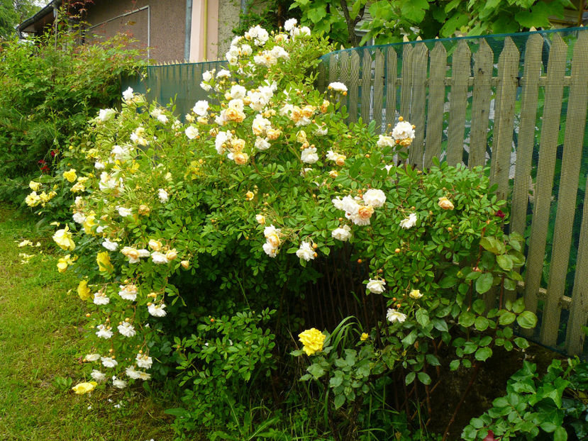 Ghislaine de Feligonde - 2017 Trandafiri Gradina Rozelor