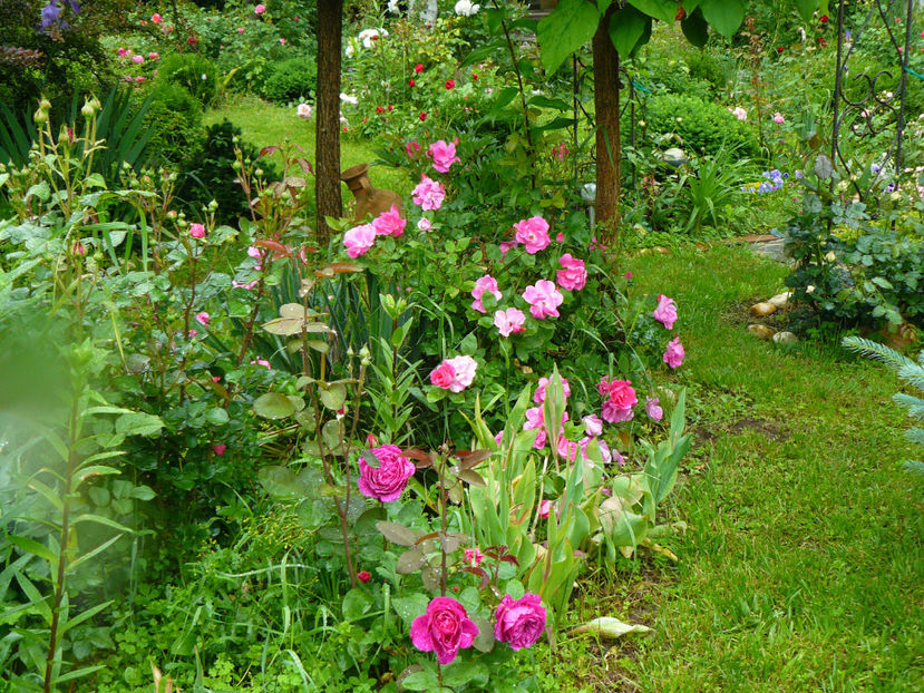 Old port - 2017 Trandafiri Gradina Rozelor