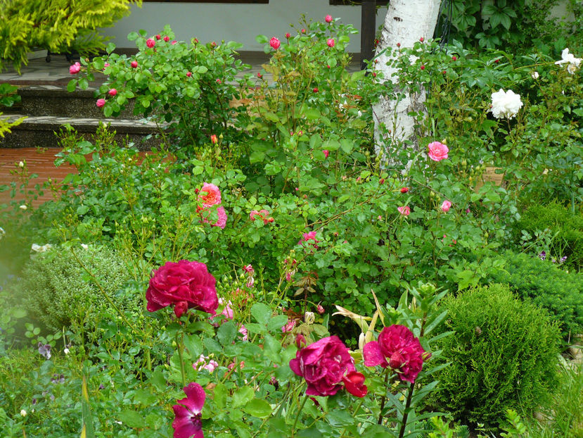 Darcey Bussel - 2017 Trandafiri Gradina Rozelor