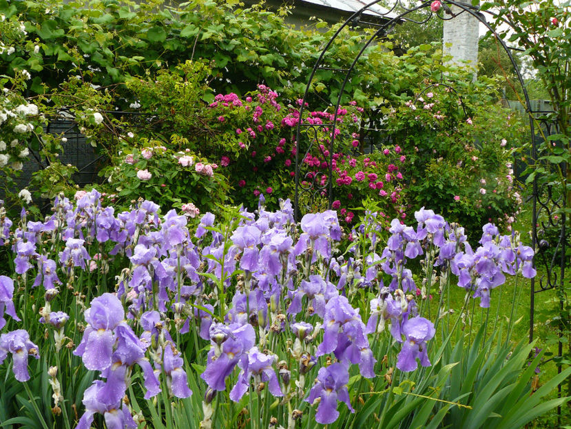 La Reine de Violette - 2017_Idilic Garden_Trandafiri