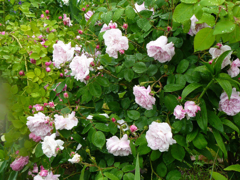 Maiden's blush - 2017_Idilic Garden_Trandafiri