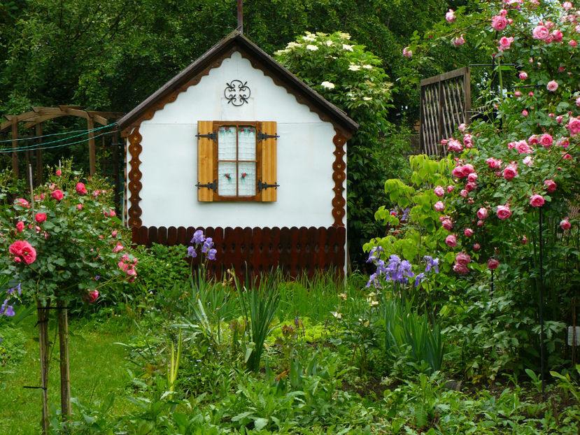 2017 Rozarium Pienne si Harlekin - 2017 Pridvor