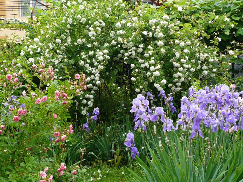 Alba Maxima - 2017_Idilic Garden_Trandafiri