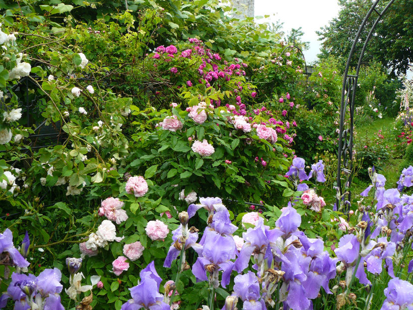 Jaques Cartier si La Reine de Violette - 2017_Idilic Garden_Trandafiri