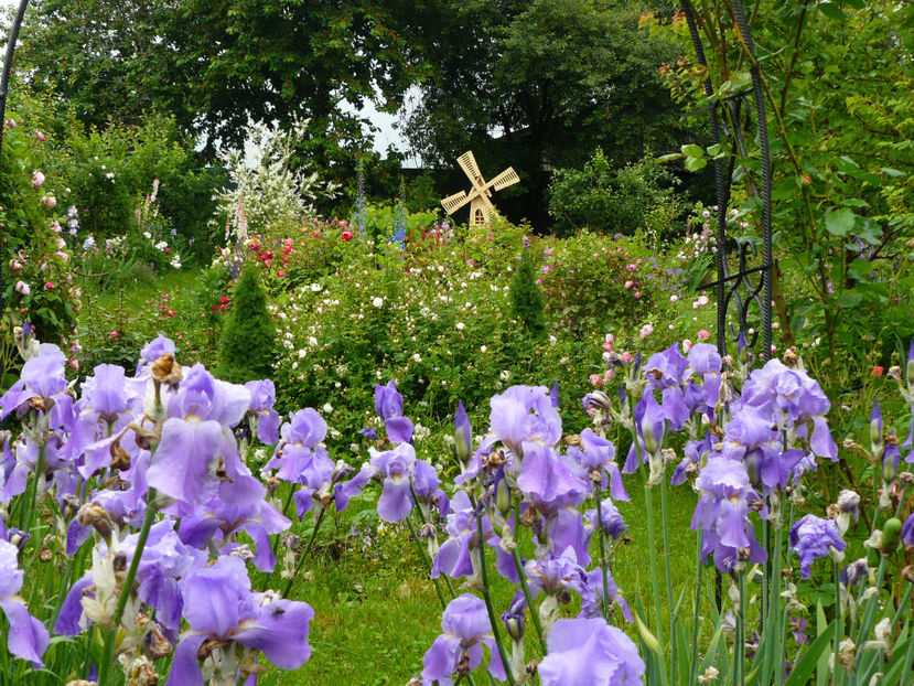 P1290008 - 2017_Idilic Garden_Trandafiri