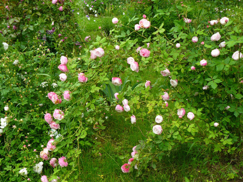 Mme Pierre Oger - 2017_Idilic Garden_Trandafiri