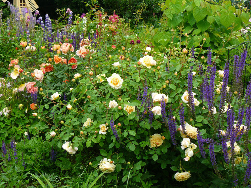 Lady of Shalot si Teasing Georgia - 2017_Idilic Garden_Trandafiri