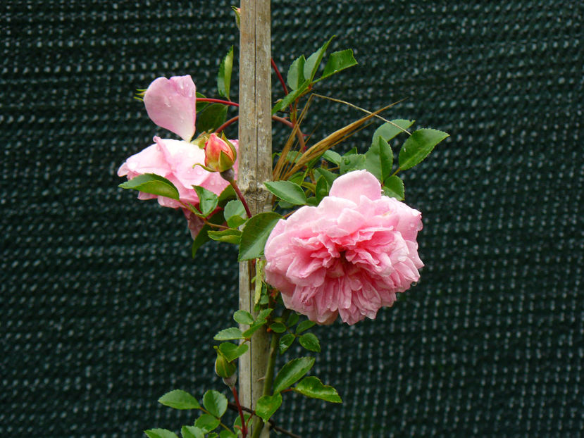 ? Tot Paul Noel ? - 2017_Idilic Garden_Trandafiri