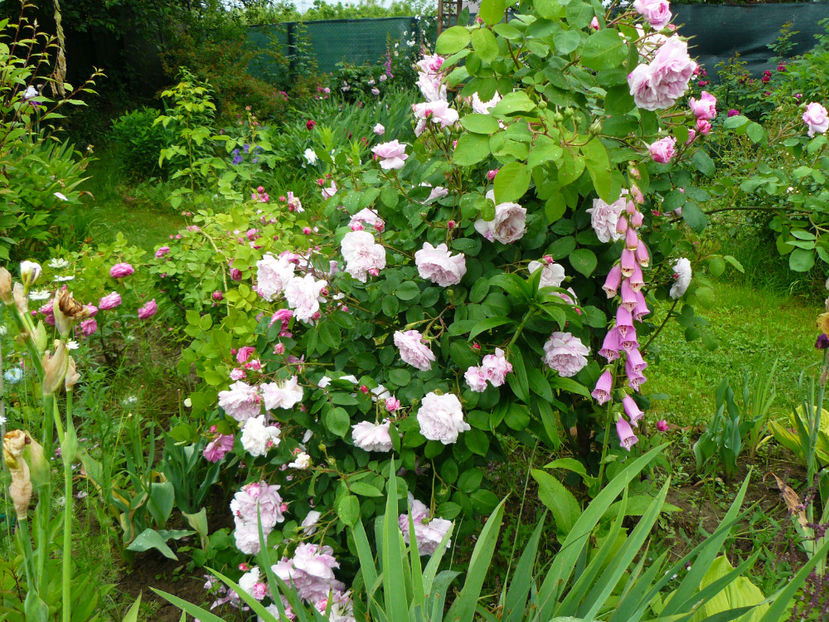 Maiden's blush - 2017_Idilic Garden_Trandafiri