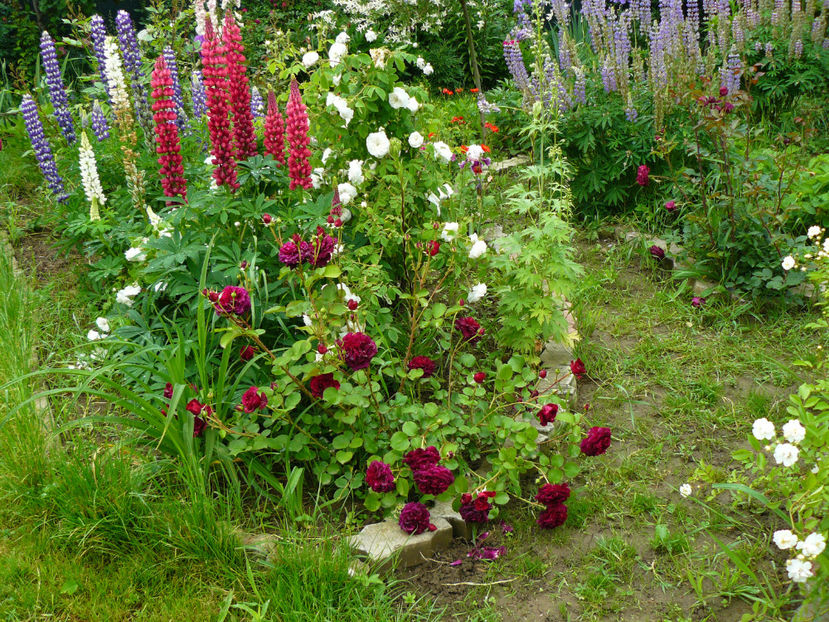 Dimov 6 si Mme Hardy - 2017_Idilic Garden_Trandafiri