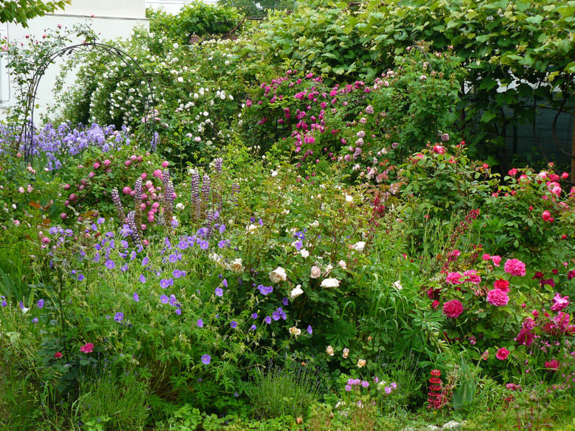 Crocus si Sophy's rose - 2017_Idilic Garden_Trandafiri