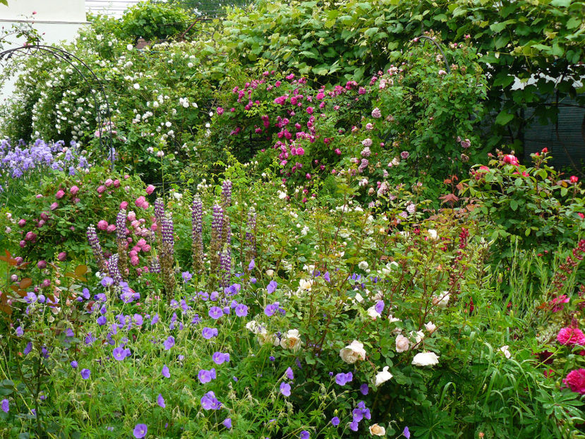 P1290027 - 2017_Idilic Garden_Trandafiri