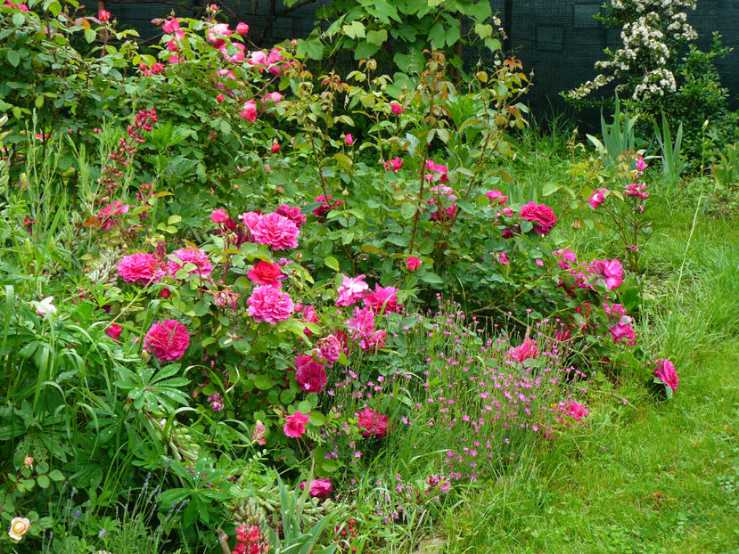 Sophys rose si The Dark Lady - 2017_Idilic Garden_Trandafiri