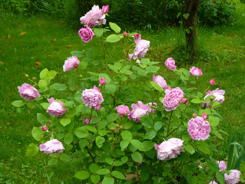 Mary Rose - 2017_Idilic Garden_Trandafiri