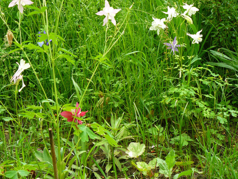 Mckanna - 2017_Idilic Garden_Trandafiri