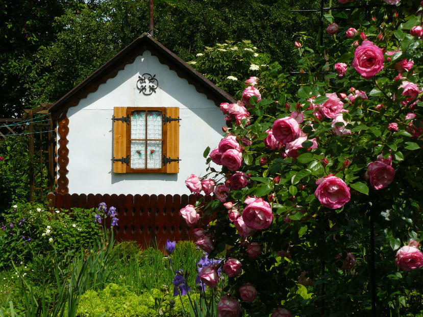 Harlekin - 2017_Idilic Garden_Trandafiri