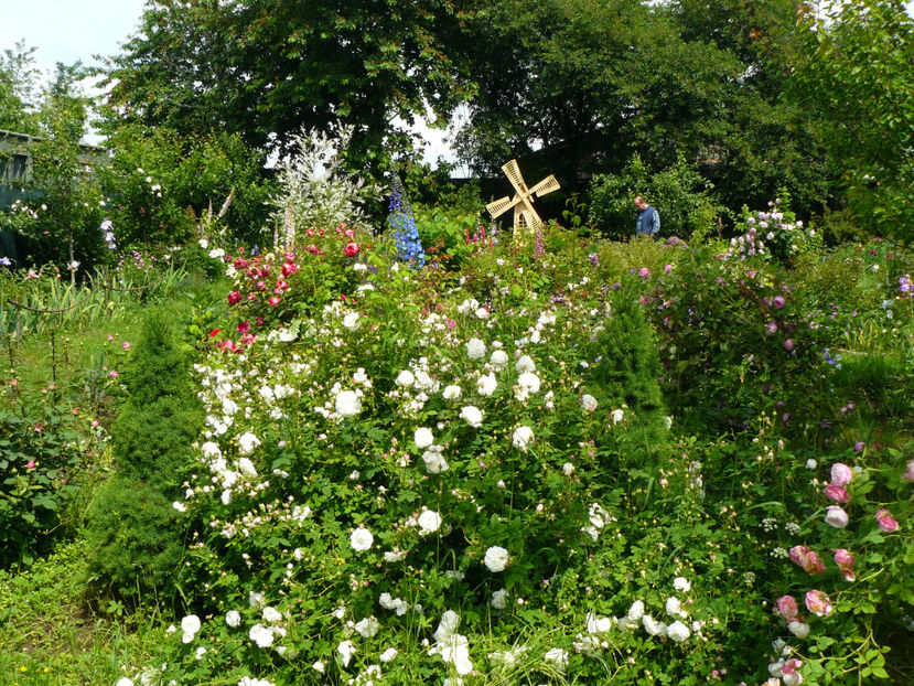 Mme Plantiere - 2017_Idilic Garden_Trandafiri