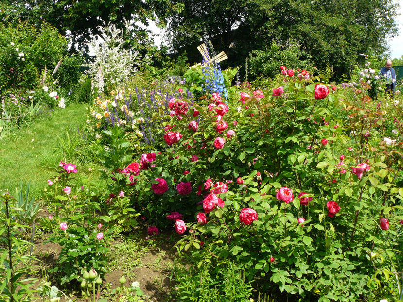 Benjamin Britten - 2017_Idilic Garden_Trandafiri