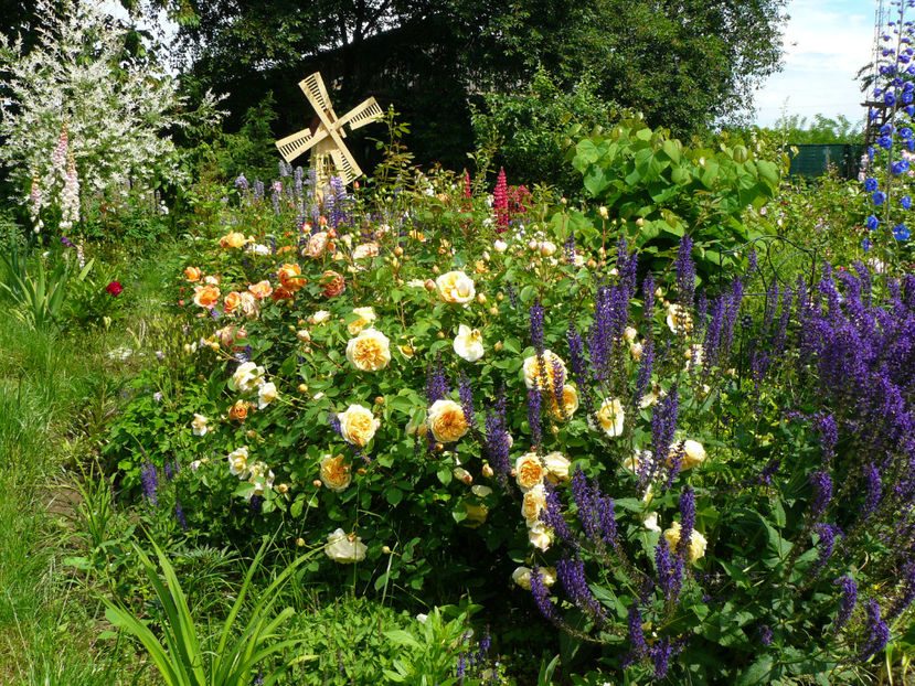 Teasing Georgia - 2017_Idilic Garden_Trandafiri