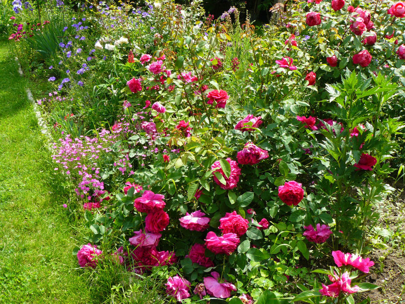 The Dark Lady - 2017_Idilic Garden_Trandafiri