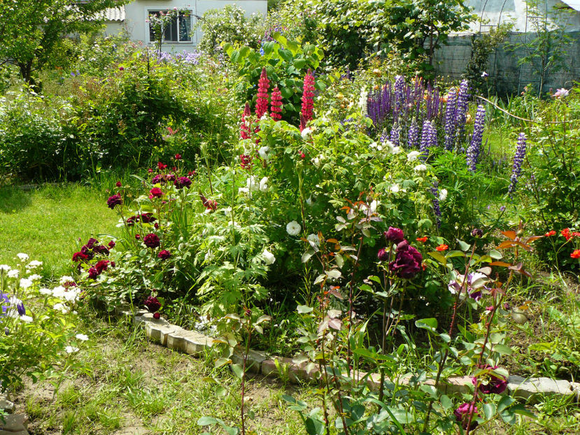 Dimov6 si Dimov 56 - 2017_Idilic Garden_Trandafiri