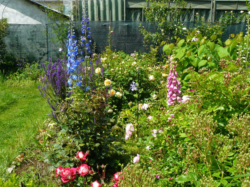 P1290097 - 2017_Idilic Garden_Trandafiri