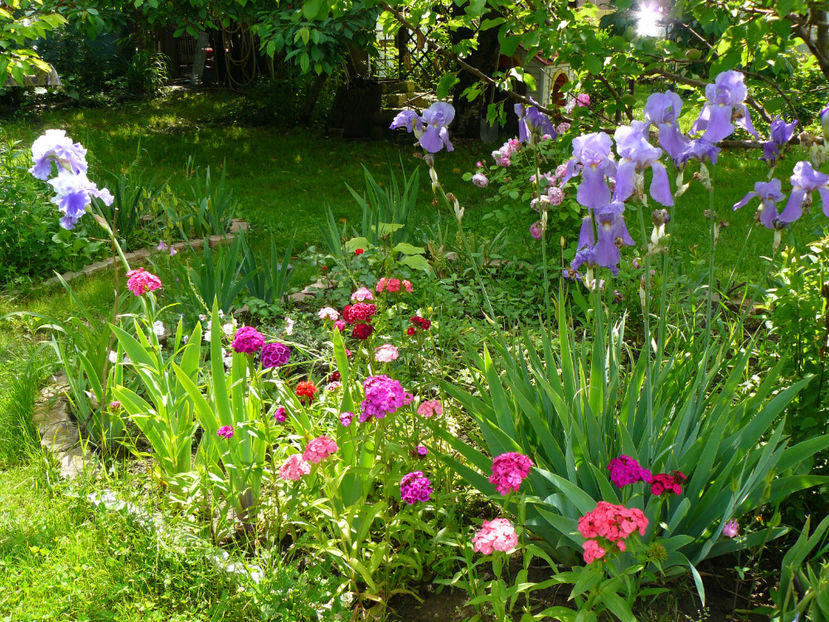 P1290098 - 2017_Idilic Garden_Trandafiri