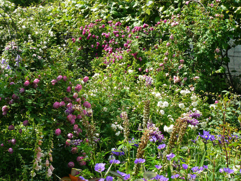 P1290100 - 2017_Idilic Garden_Trandafiri