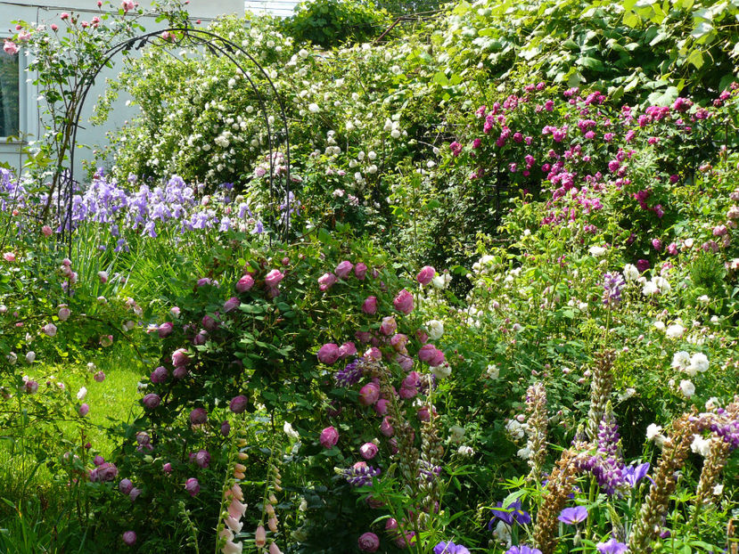 P1290101 - 2017_Idilic Garden_Trandafiri