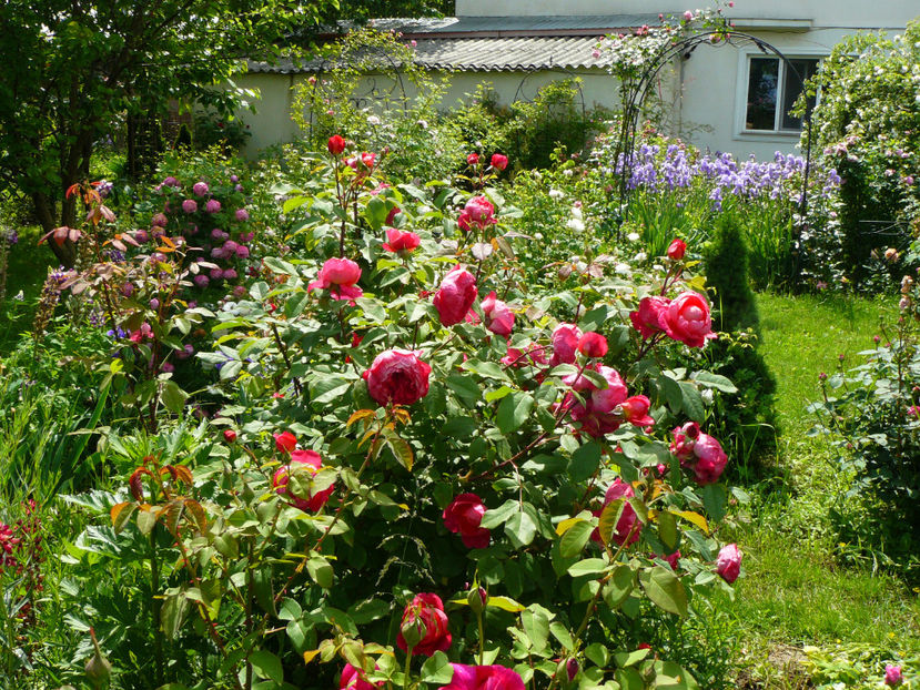 Benjamin Britten - 2017_Idilic Garden_Trandafiri