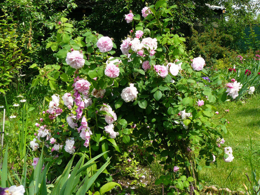 Maidens blush - 2017_Idilic Garden_Trandafiri