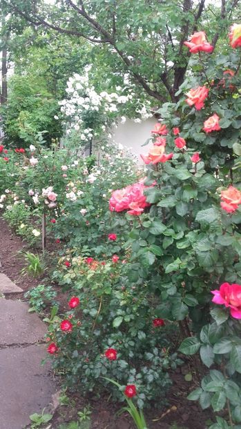 - 2017 gradina