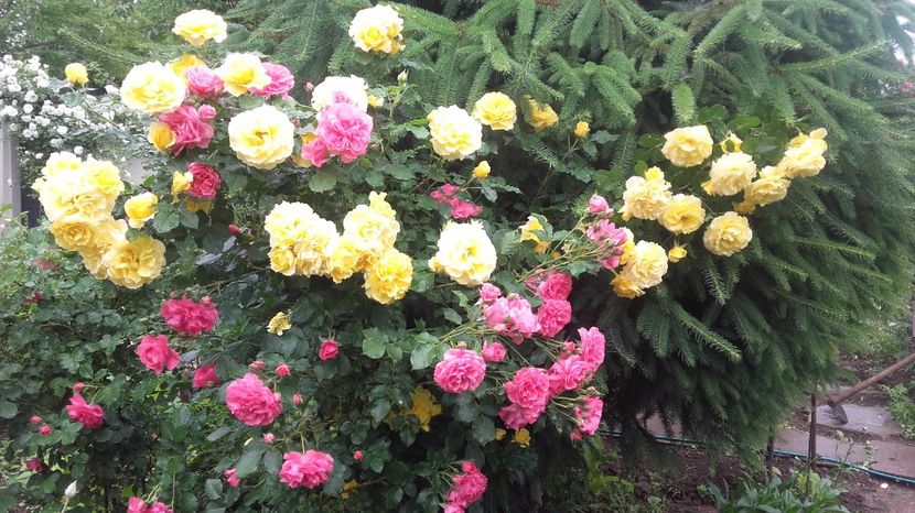  - 2017 gradina