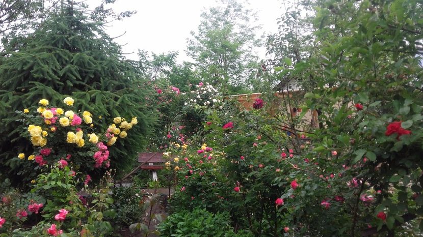  - 2017 gradina