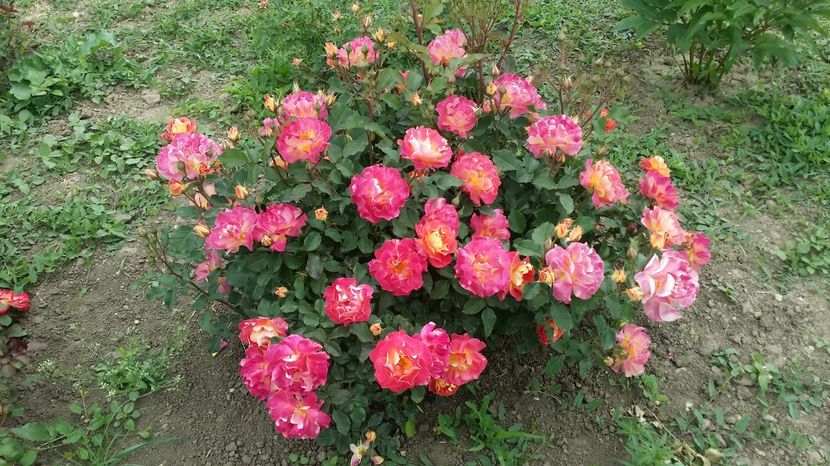  - prieure de st cosme