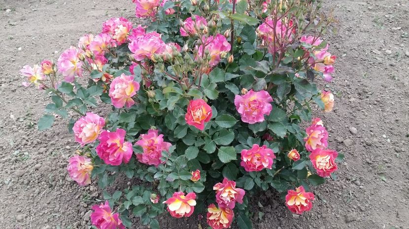  - prieure de st cosme