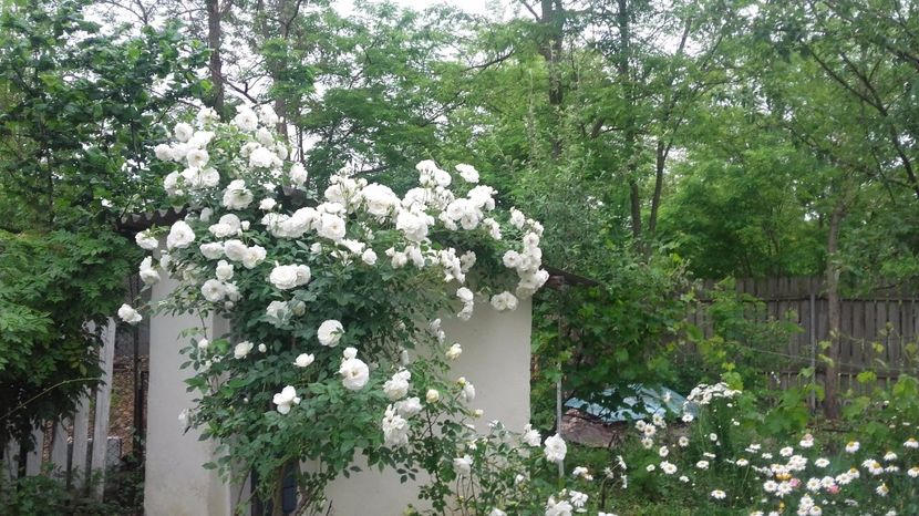  - 2017 gradina