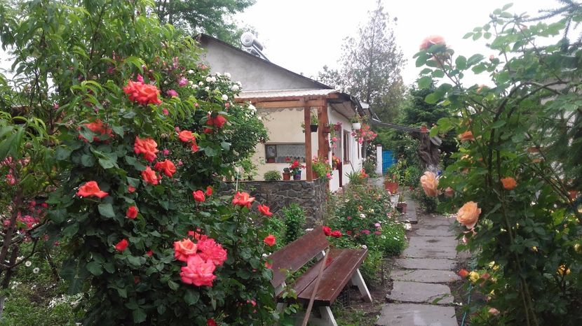  - 2017 gradina