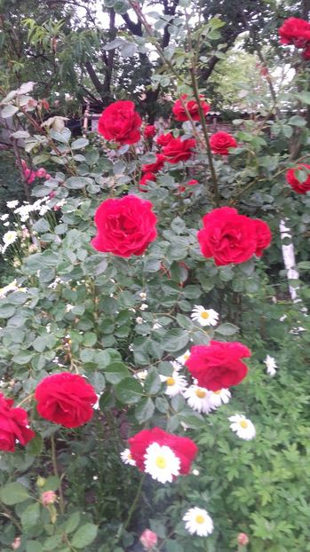 20170527_104856 - Copy - 2017 gradina