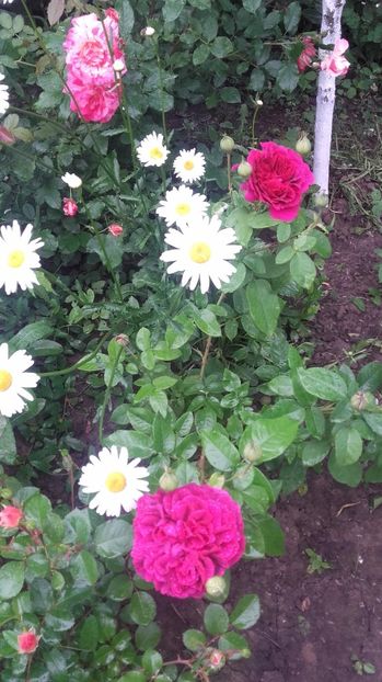 20170527_105102 - Copy - 2017 gradina