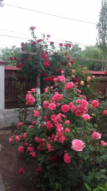 20170527_105721 - Copy - 2017 gradina