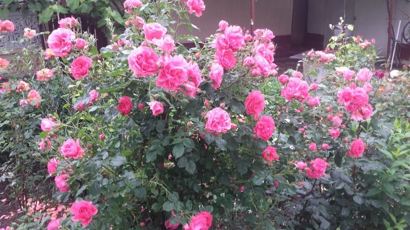 20170527_110001 - Copy - 2017 gradina