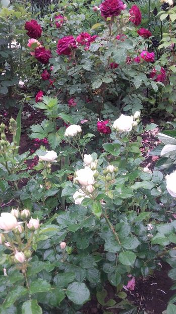 20170527_110303 - Copy - 2017 gradina