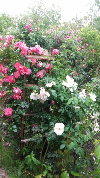 20170527_121905 - Copy - 2017 gradina