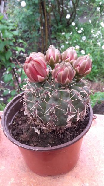 20170527_122106 - Copy - 2017 gradina