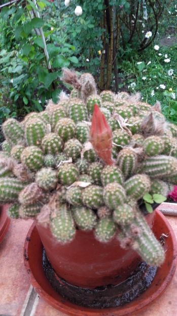 20170527_122115 - Copy - 2017 gradina